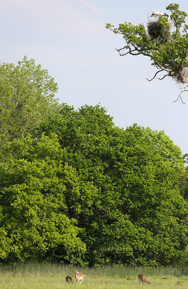 Fallow deer and white storks